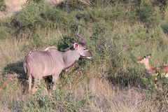 Ein junger männlicher Großer Kudu und eine weibliche Impala-Antilope ...