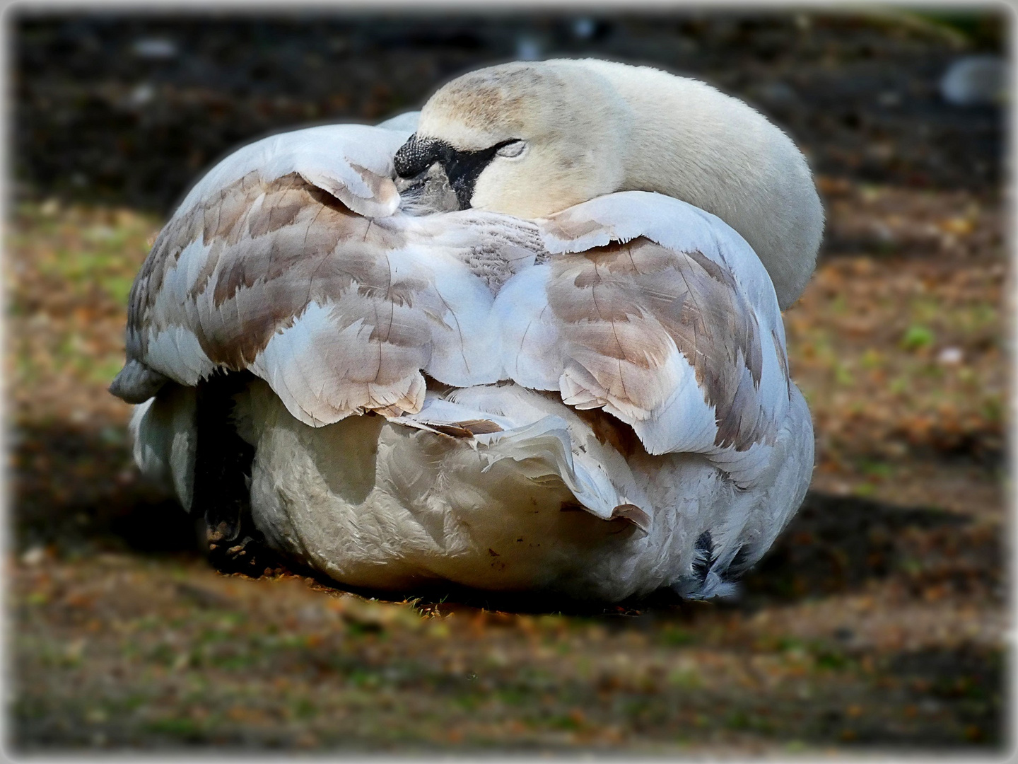 Ein junger müder Schwan