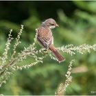 ein junger neuntöter (lanius collurio), .....