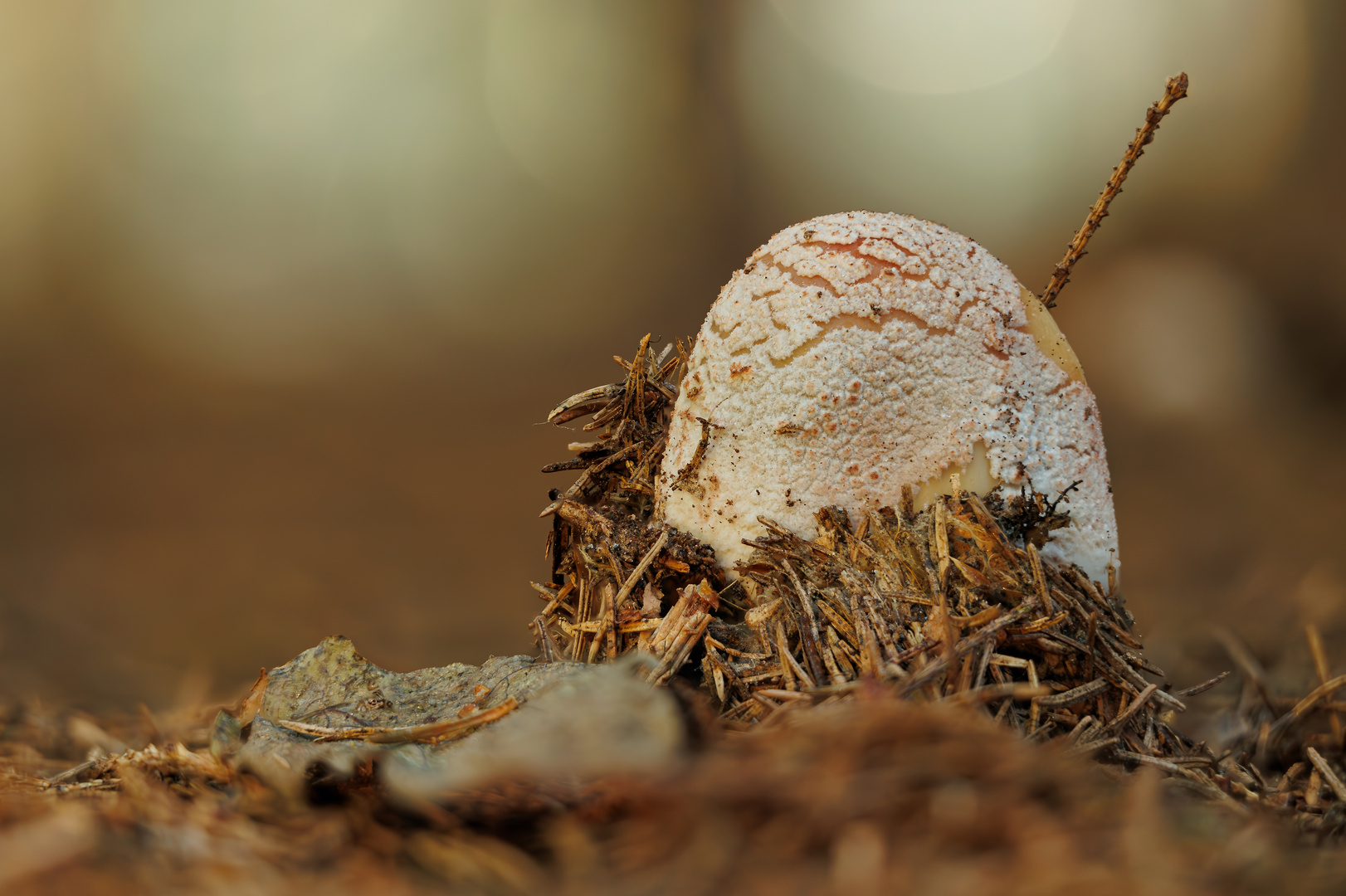 ein junger Perlpilz schält sich aus dem Waldboden