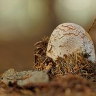 ein junger Perlpilz schält sich aus dem Waldboden