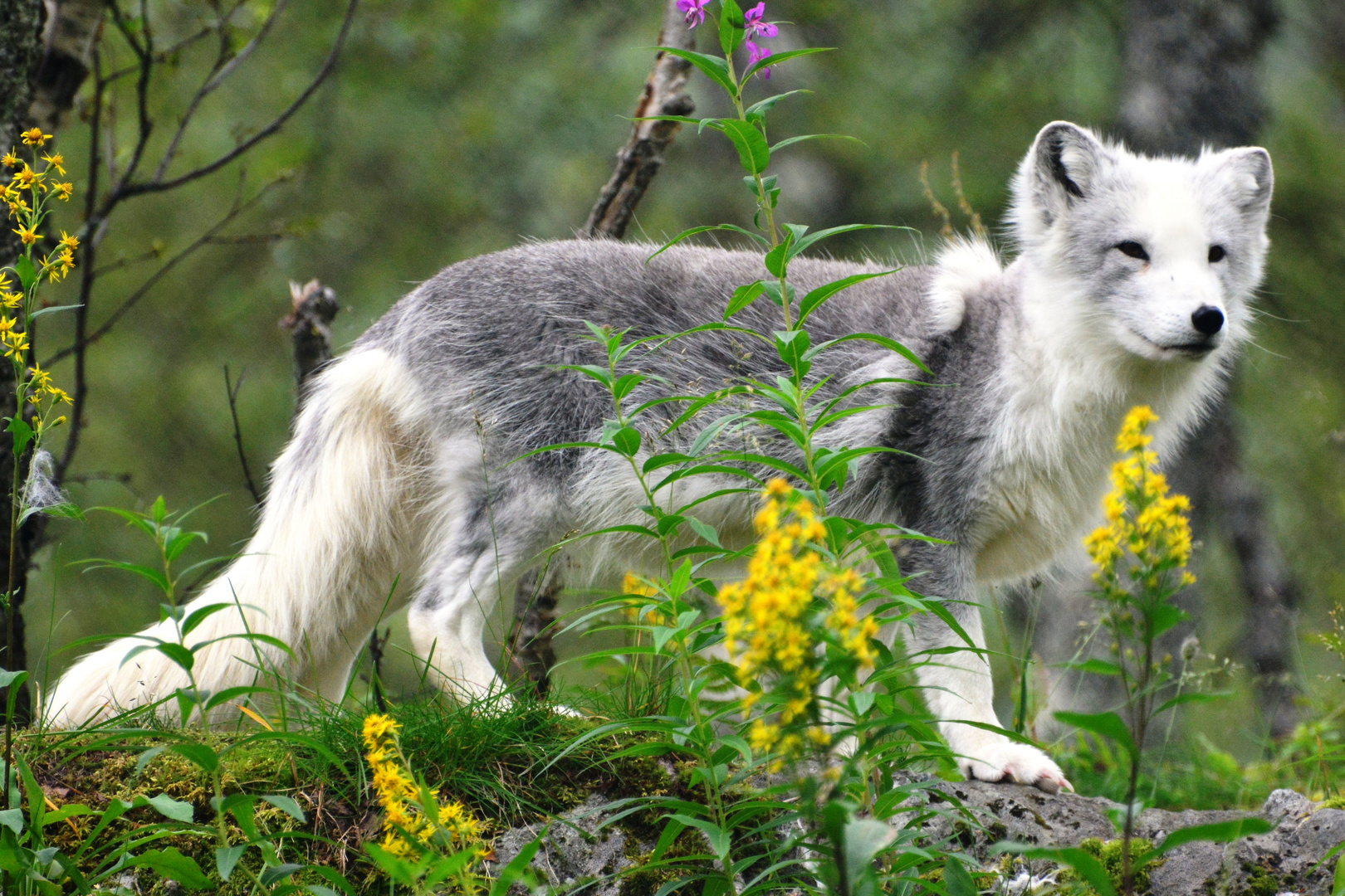 Ein junger Polarfuchs