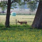 ein junger Rehbock am Zaun ...