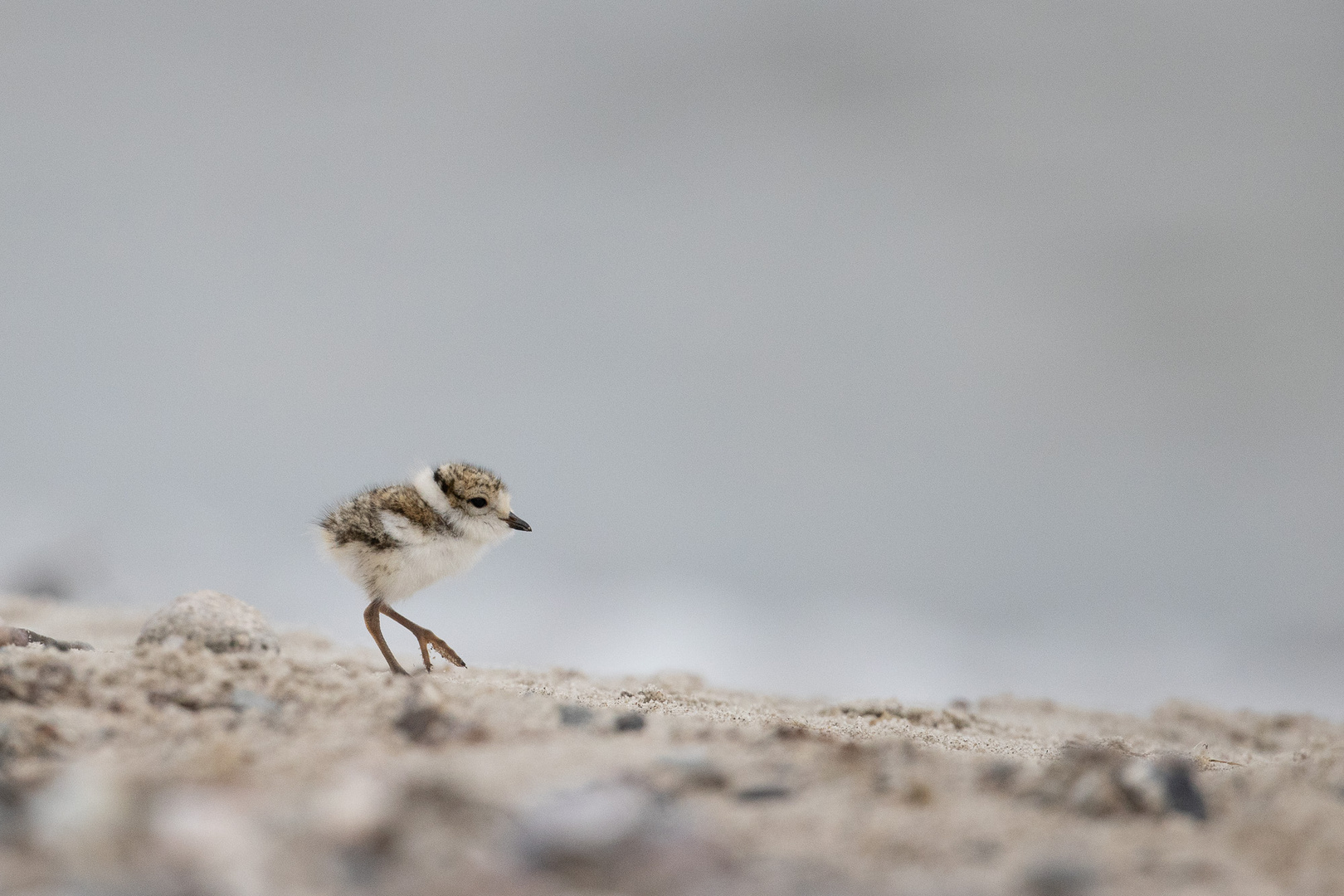 Ein junger Sandregenpfeiffer an der Ostsee