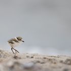 Ein junger Sandregenpfeiffer an der Ostsee