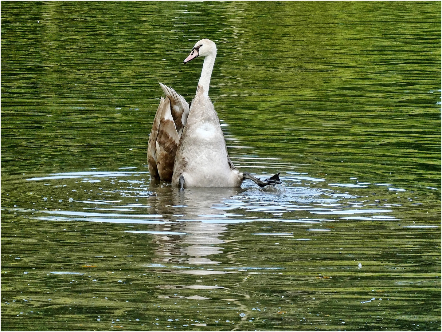 Ein junger Schwan