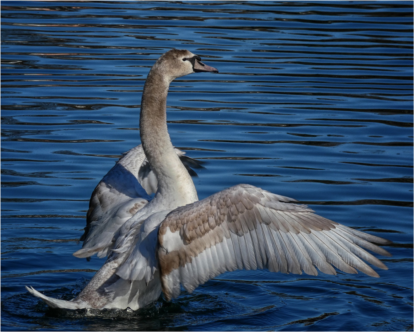 Ein junger Schwan