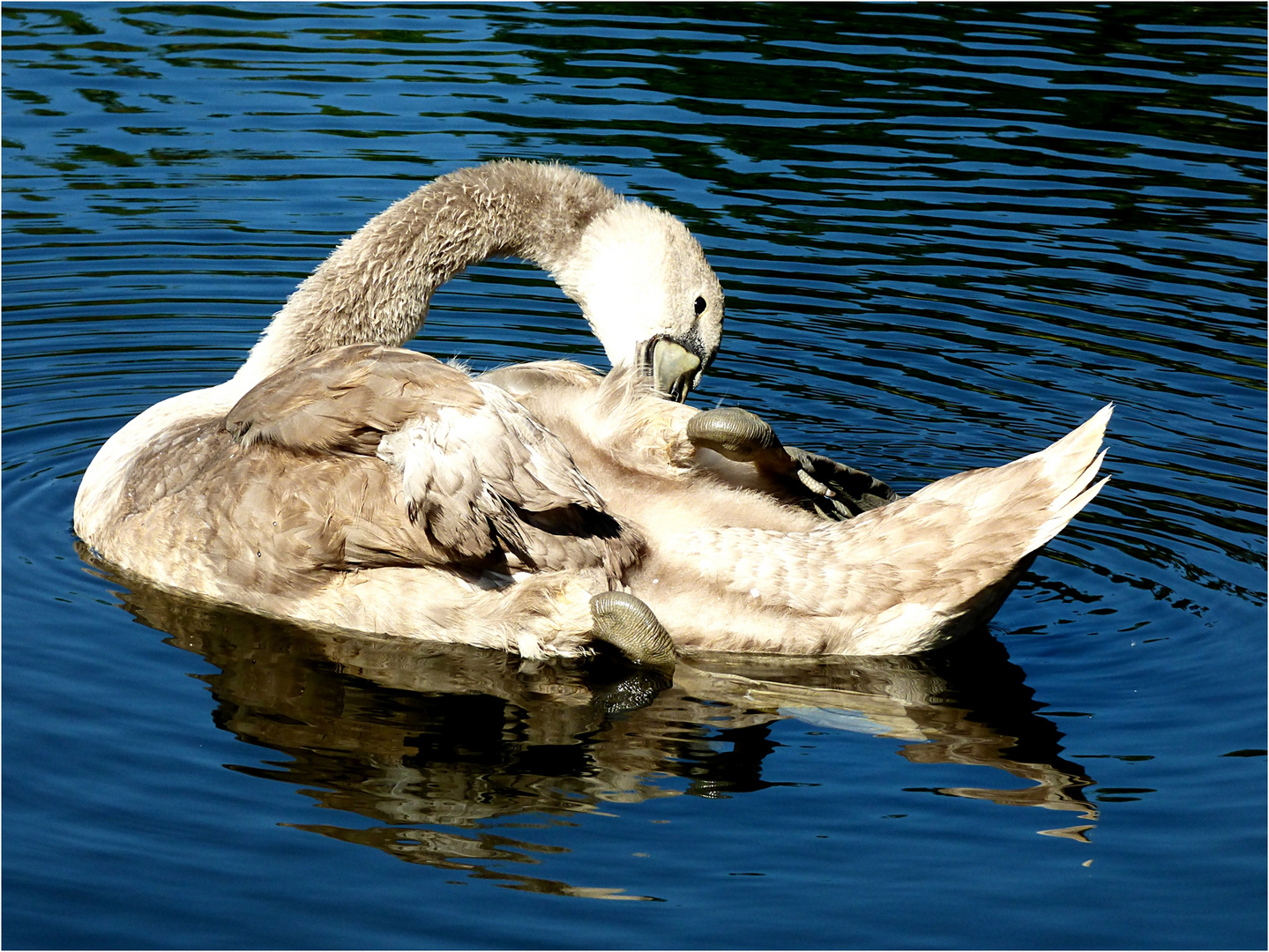 Ein junger Schwan