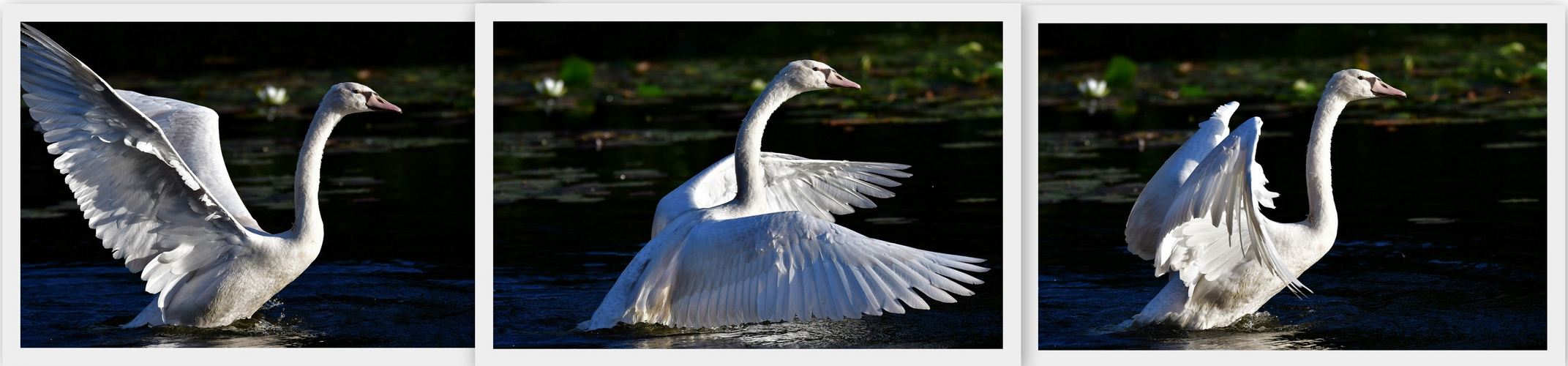 Ein junger Schwan