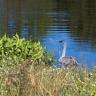 Ein junger Schwan mit roter Stirn?