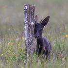 ein junger Schwarzer Rehbock