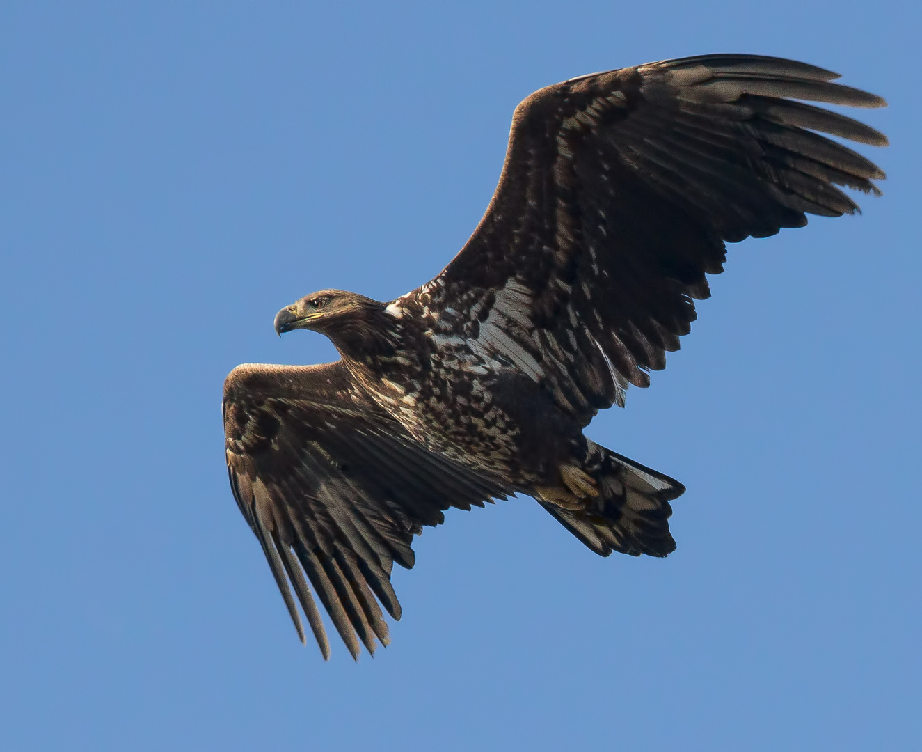 Ein junger Seeadler ...