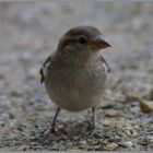 Ein junger Spatz