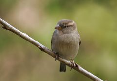 Ein junger Spatz.