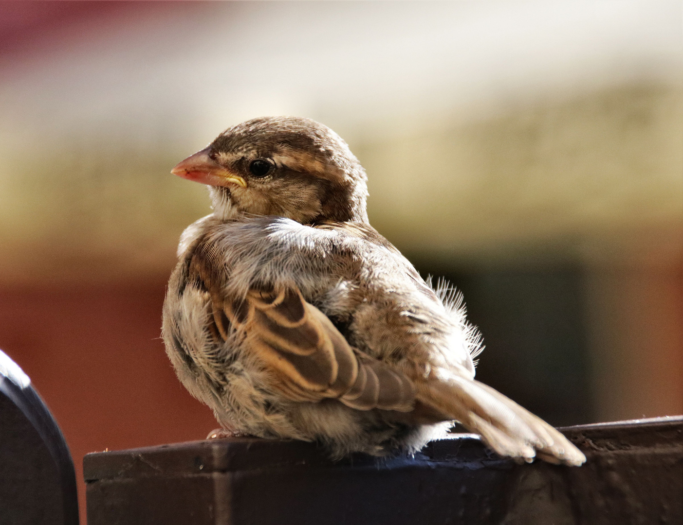 Ein junger Spatz