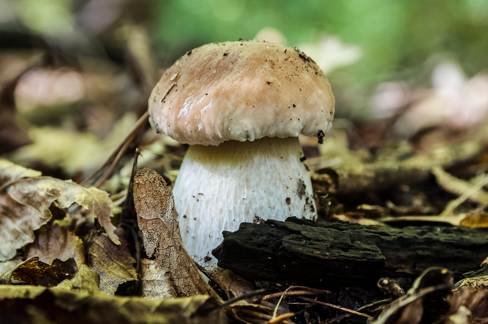 ein junger Steinpilz im Wald