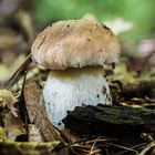 ein junger Steinpilz im Wald