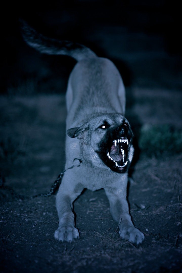 Ein junger türkischer Kangal Hirtenhund