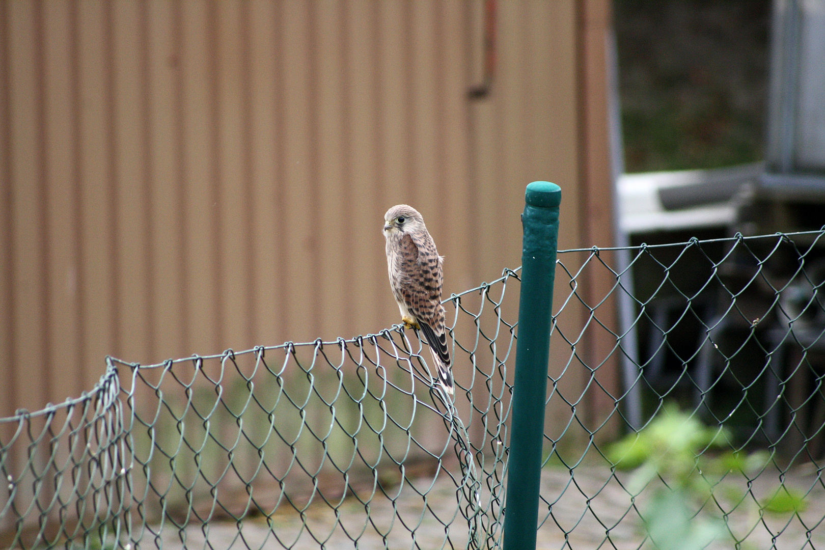 Ein junger Turmfalke?