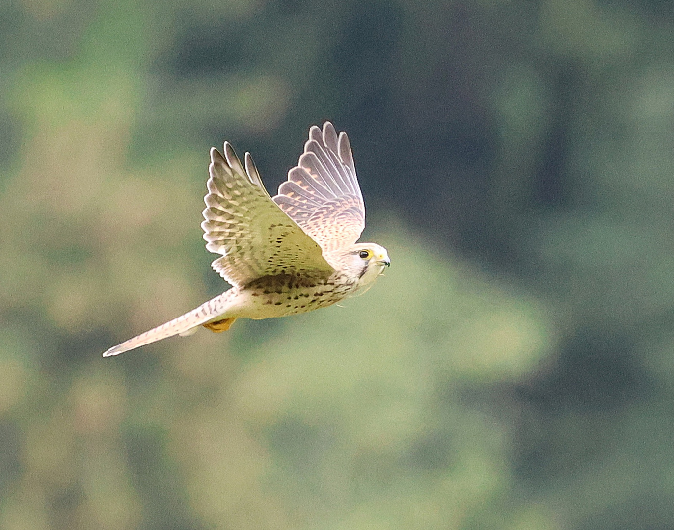 Ein junger Turmfalke auf Jagd