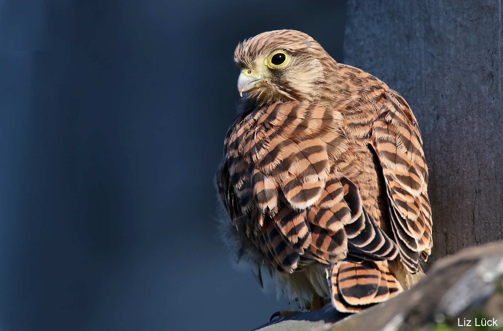 ein junger Turmfalke