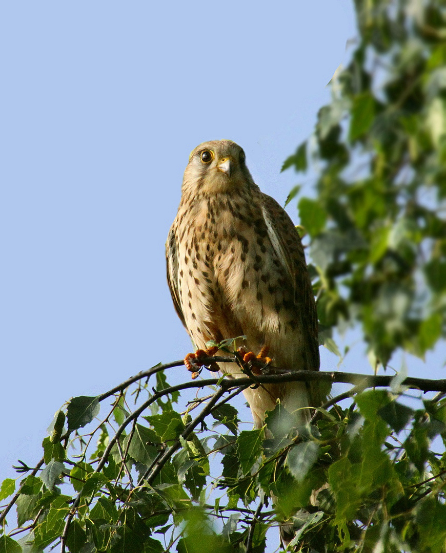 Ein junger Turmfalke