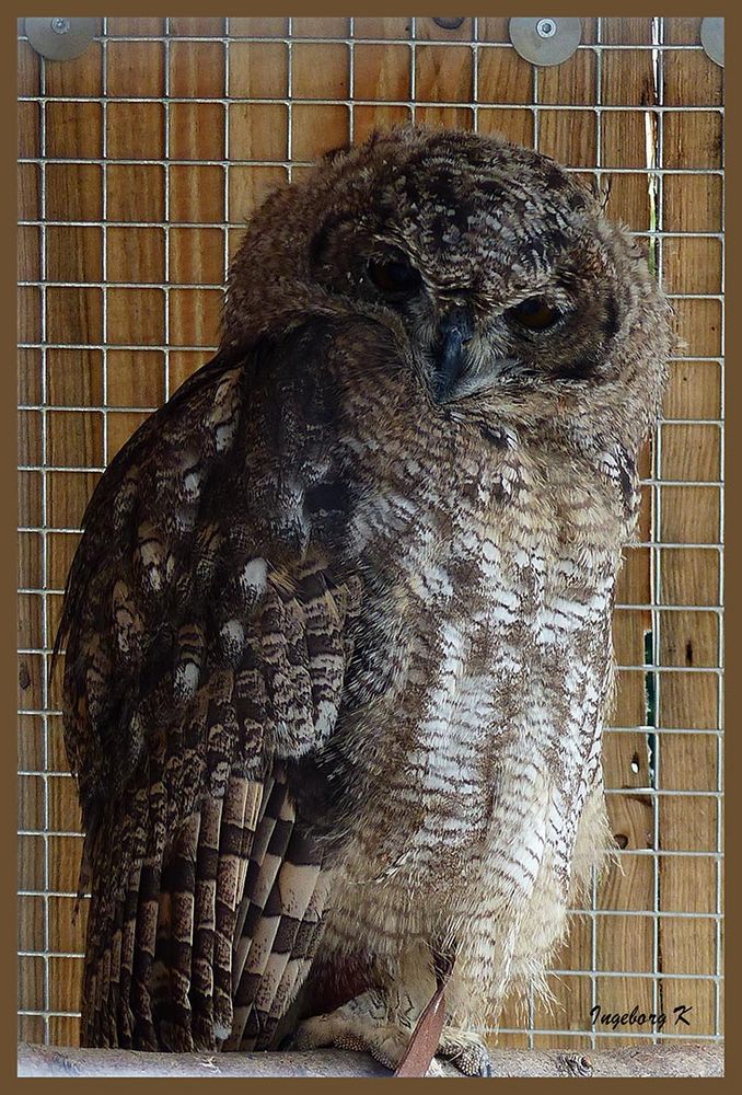 Ein junger Vogel hinter Gitter - Falknerei Remscheid  - Stand leider kein Name dabei