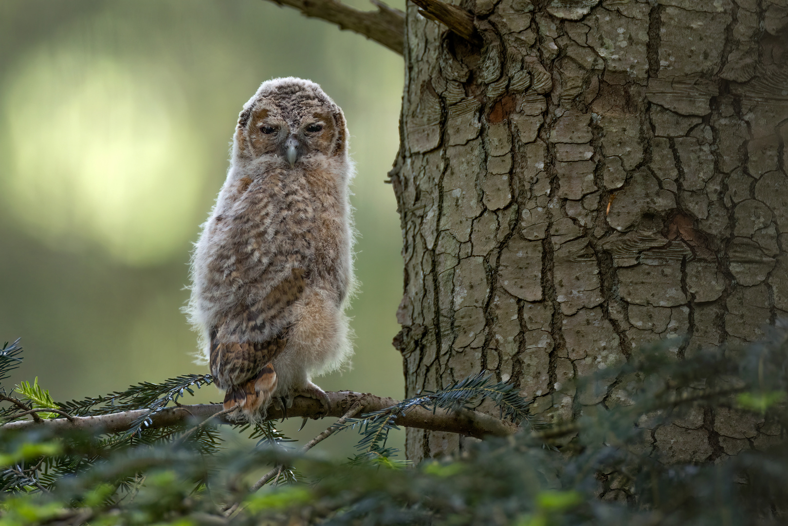 Ein junger Waldkauz...