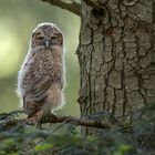 Ein junger Waldkauz...