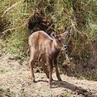 ...ein junger Wasserbock....