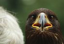 Ein junger Weiskopfseeadler von fotoworxs