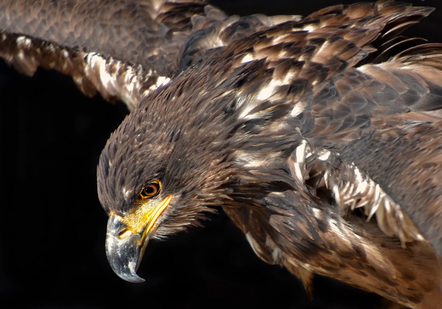 Ein junger Weißkopfseeadler....