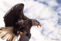 ein junger Weißkopfseeadler(1)