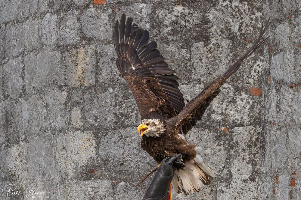 ein junger Weißkopfseeadler(2)