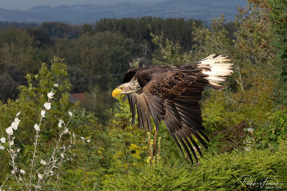 ein junger Weißkopfseeadler(3)