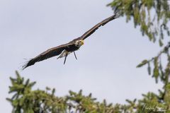 ein junger Weißkopfseeadler(4)