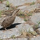 Ein junger Wendehals - aus dem Nest gefallen