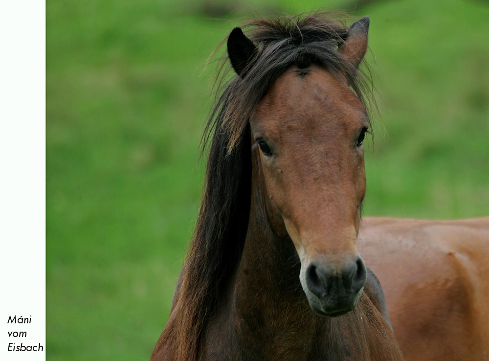 Ein junger "Wilder" ...