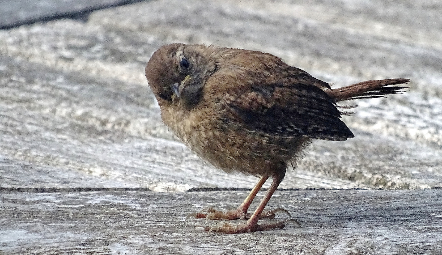 ein junger "Zaunkönig" (Troglodytes troglodytes)...