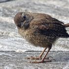 ein junger "Zaunkönig" (Troglodytes troglodytes)...