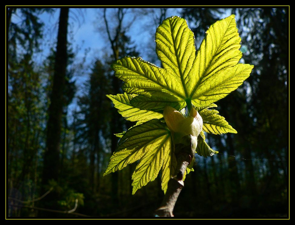 Ein junges Blatt