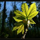 Ein junges Blatt