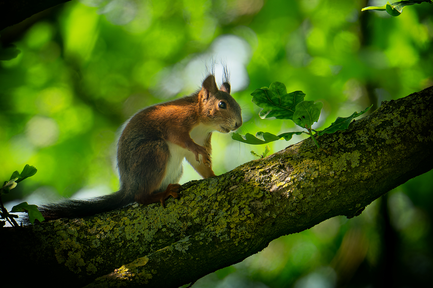 Ein junges Eichhörnchen auf Erkundungstour...