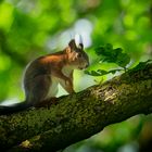 Ein junges Eichhörnchen auf Erkundungstour...