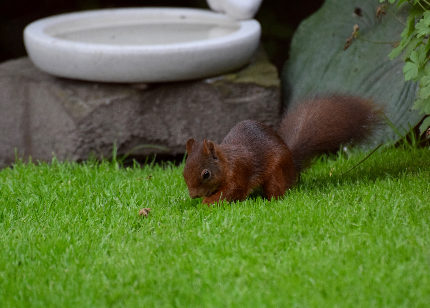 Ein junges Hörnchen im Garten!