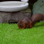 Ein junges Hörnchen im Garten!