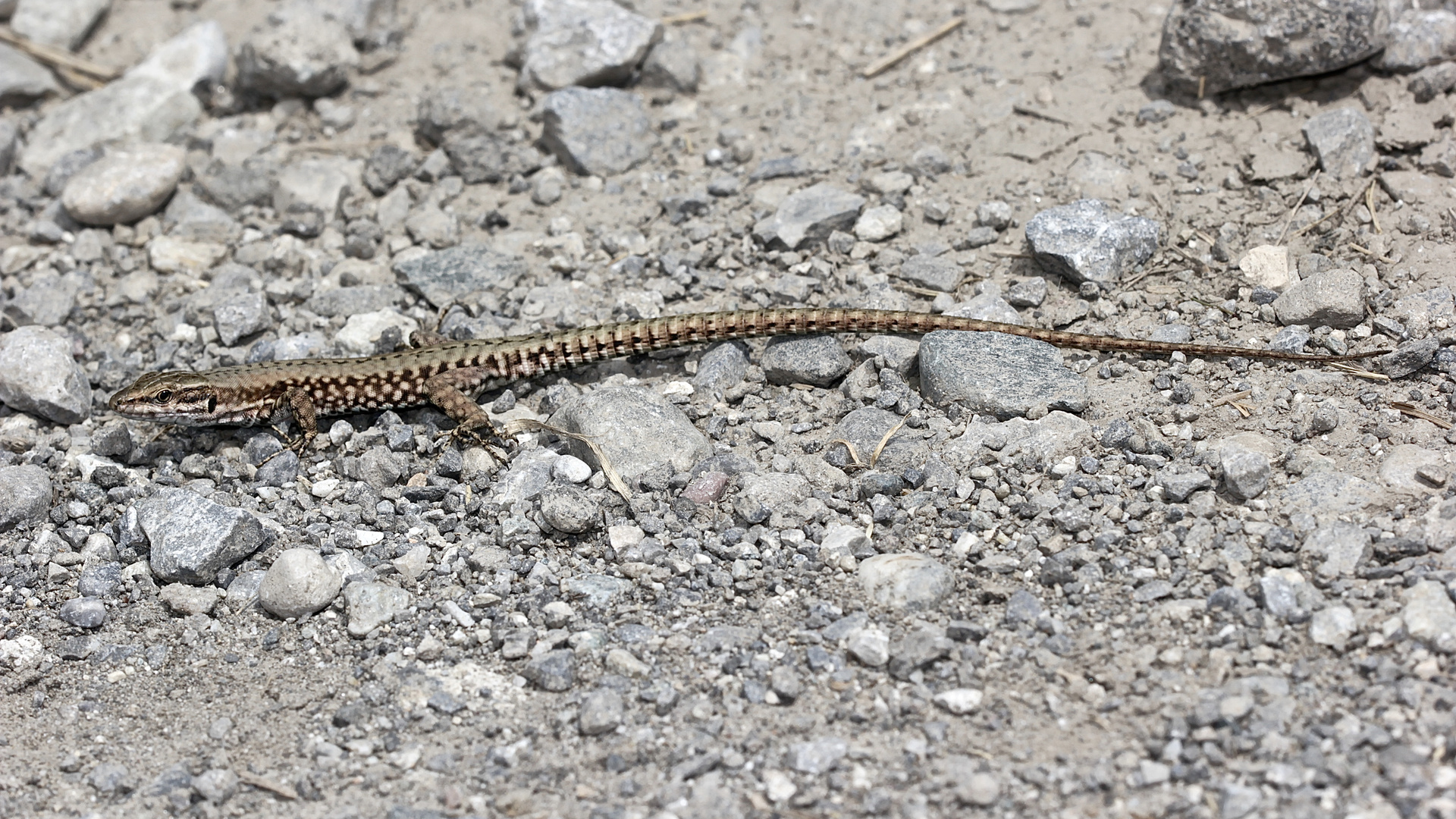 Ein (junges?) Männchen der Mauereidechse (Podarcis muralis) 