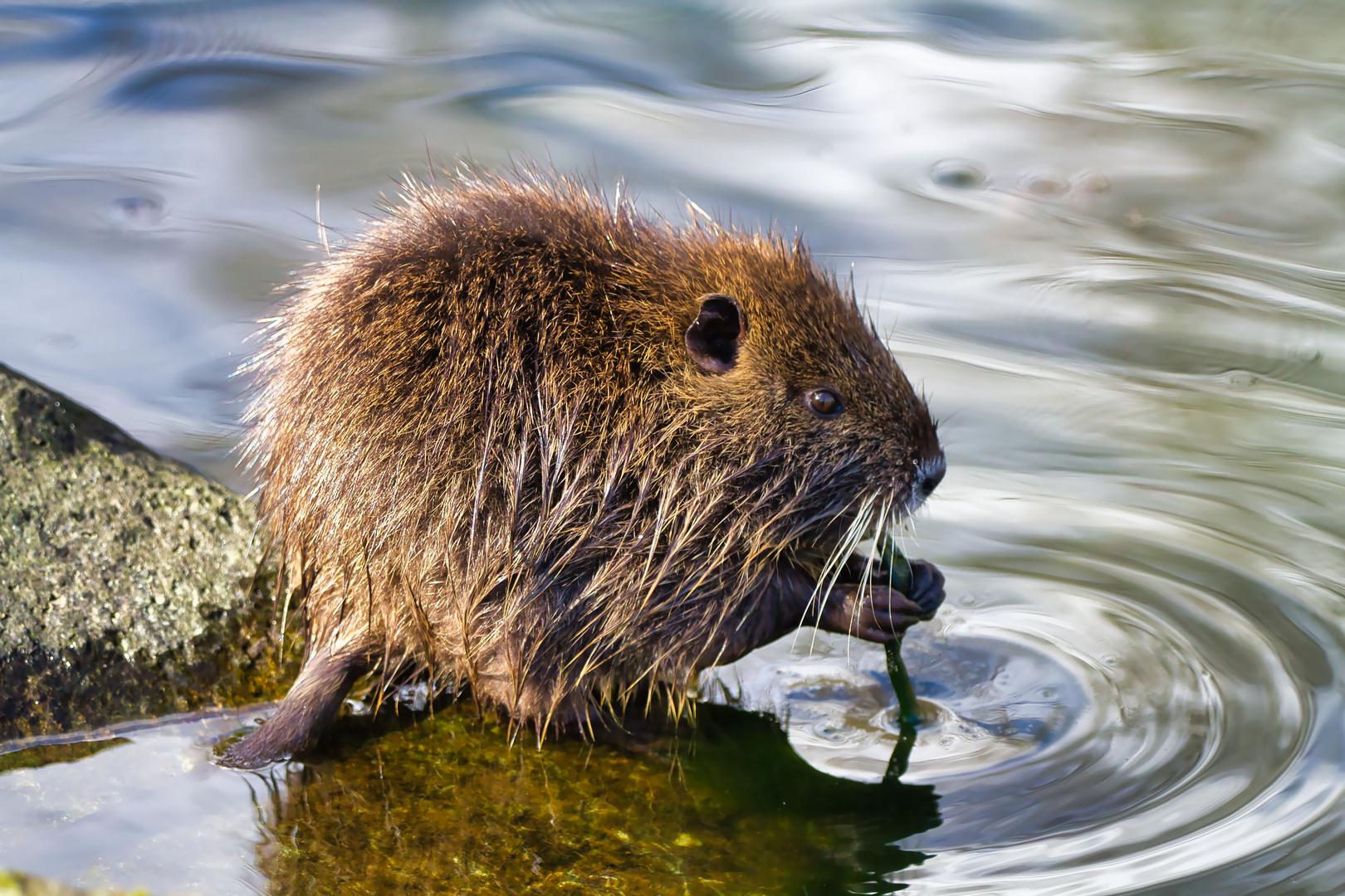 Ein junges Nutria