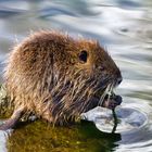 Ein junges Nutria