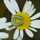 Ein junges Räupchen des Kamille-Mönchs (Cucullia chamomillae)